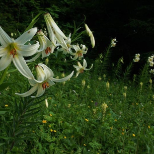 Lilium kesselringianum